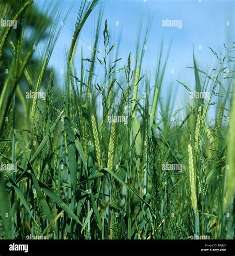 Rough Meadow Grass Poa Trivialis Flowering In A Barley Crop In Ear