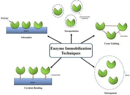 Enzyme Immobilization: Methods and Applications | Teachntest Pharma