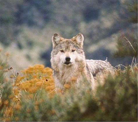 Endangered Species: Mexican Wolf