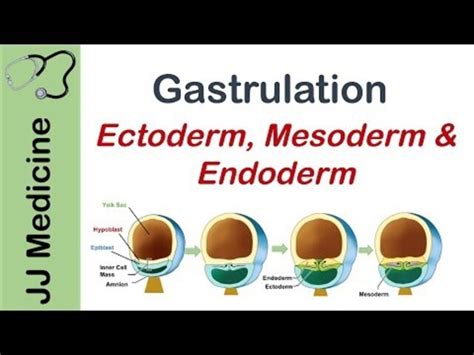 Human Gastrulation Animation