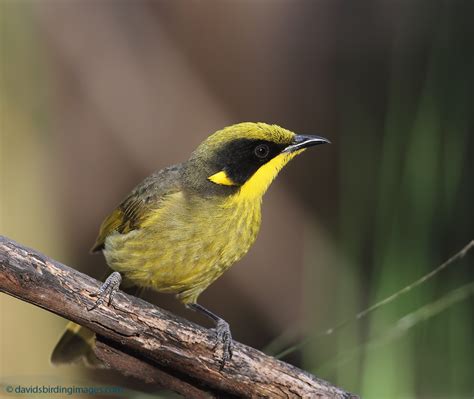 Australian Honeyeaters - Worldwide birds - Safaritalk