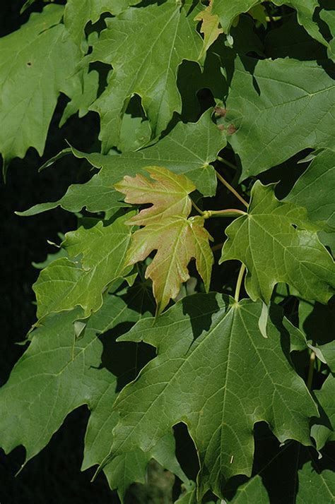 Apollo Sugar Maple Acer Saccharum Barrett Cole In Boston Hopkinton Chelmsford Hingham