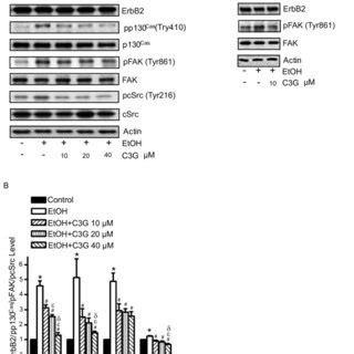 Effects Of C G On Ethanol Mediated Phosphorylation Of Erbb Csrc Fak