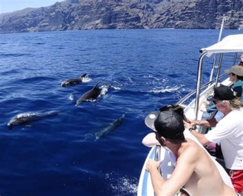 Whale Watching Tenerife | TripsPoint