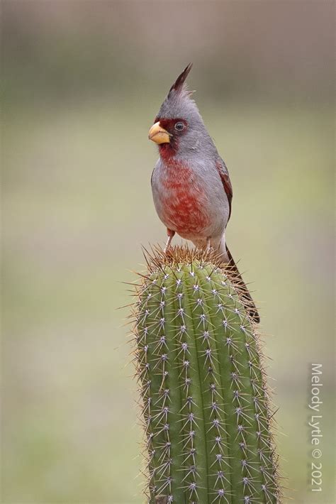 Pyrrhuloxia Male Cardinalis Sinuata Laguna Seca Ranch H Flickr