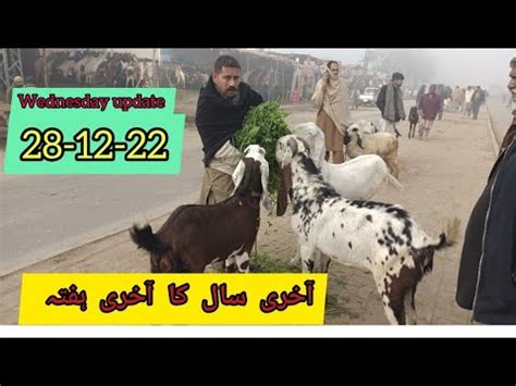 Wednesday Update Desi Khasi Bakra Sargodha Kajla Katu Maal