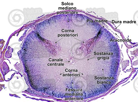 Mammifero Midollo Spinale Sezione Trasversale X Midollo Spinale