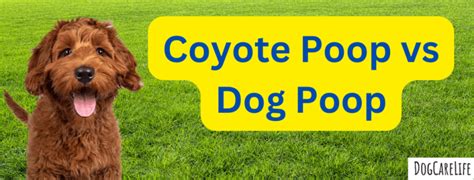 Coyote Poop vs Dog Poop: An Expert's Guide to Identification - DogCareLife