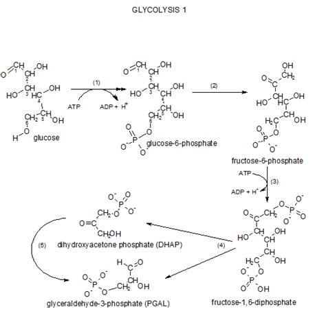 Glucose to Phosphoglyceraldehyde