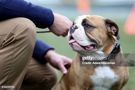 Yale Mascot Photos and Premium High Res Pictures - Getty Images