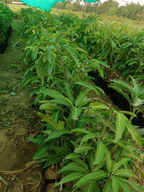 Agriculture Well Watered Kesar Mango Tree Plants For Creating Garden