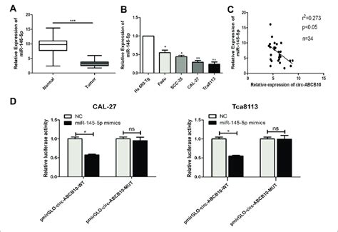 Mir P Was The Target Of Circ Abcb A Relative Level Of