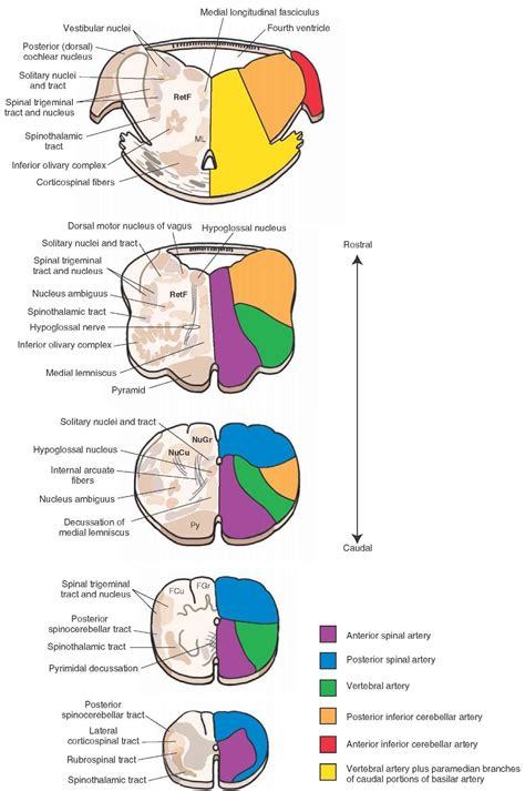 Bookbrain Stem Nuclei ~ BB1: Brainstem + cranial nerves - Histology 1 ...