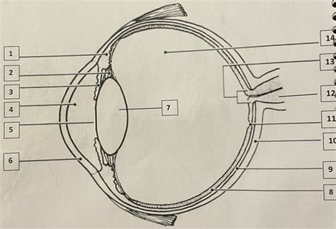 Anatomy Practical Eyes And Ears Flashcards Quizlet