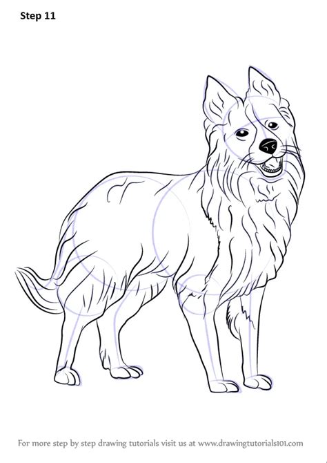 How To Draw Border Collie Dogs Step By Step