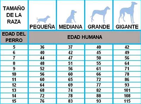 Como Se Calcula La Edad De Los Perros CALCULATOR HGW 12688 Hot Sex