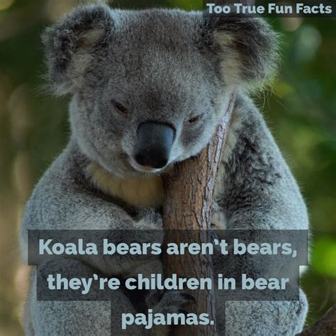 Wet Koala Bear Meme