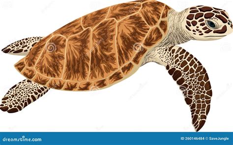 Vector Green Sea Turtle Stock Vector Illustration Of Nature