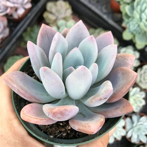 Graptoveria Opalina planta suculenta de 4 Etsy México