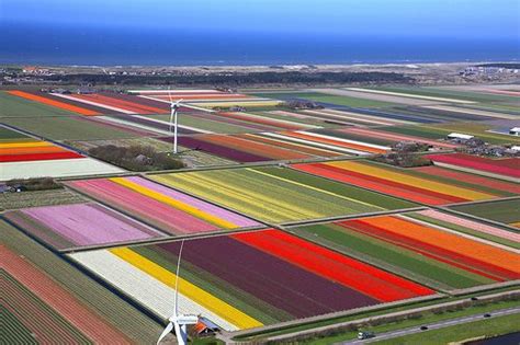 Holland Tulip Fields | Kingdom of the netherlands, North holland ...