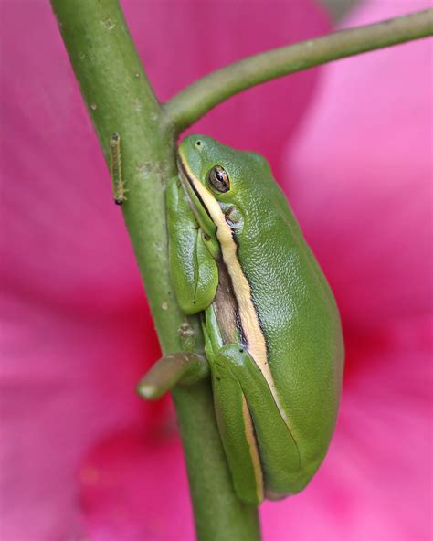 Green Treefrog In Pink Wild Green Treefrog In Our Pink H Flickr