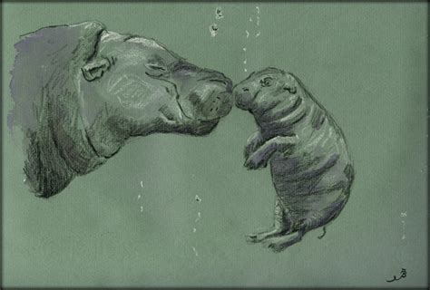 Baby Hippo Drawing at GetDrawings | Free download