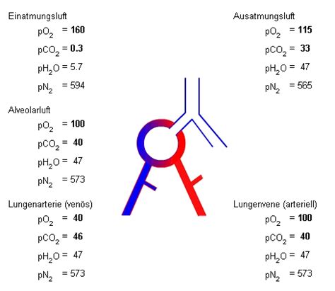 Pulmonaler Gasaustausch Und Sauerstofftransport Im Blut NOVARIA