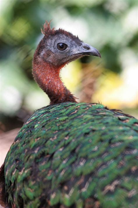 Paon Du Congo Afropavo Congensis Picture Bird