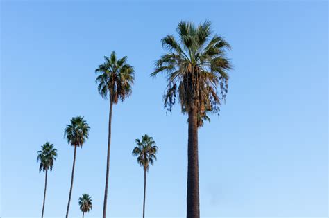 Palm Trees In Los Angeles California Palm Tree Lined Street Off