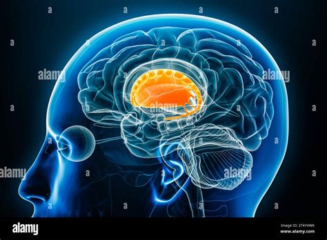 Vista Ravvicinata Del Profilo Radiologico Del Corpo Striato