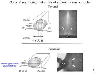 Circadian clock in mammals | PPT 