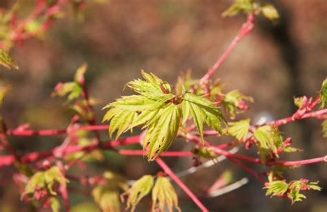 Acer Palmatum Sangokaku 15 Litre Stewarts Garden Centre