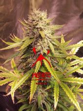 Sour Bubbly Auto Cannabis Seeds By Mephisto Genetics