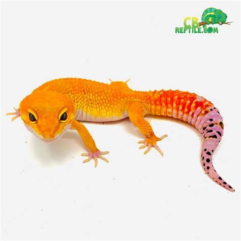 leopard gecko care sheet | learn leopard gecko care information