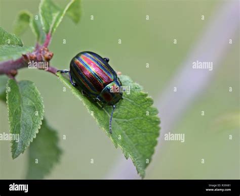 Rainbow Leaf Beetle Chrysolina Cerealis On Blackthorn Stock Photo Alamy