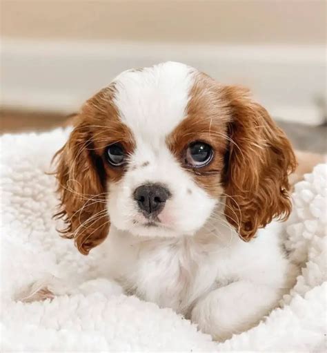 Top 15 Dog Breeds That Have The Cutest Puppies - ilovedogscute.com