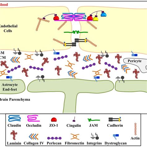 Schematic Diagram Of Human Perlecan Perlecan Is Made Up Of Five