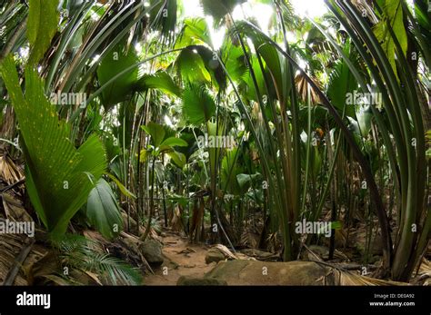 Palm Trees At The Unesco World Heritage Listed Vall E De Mai May