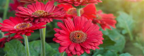 Gerbera Biosani Agricultura Biol Gica