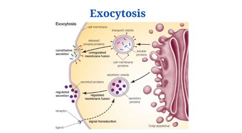 Exocytosis Definition Process And Types Diagram With Examples Phd Nest