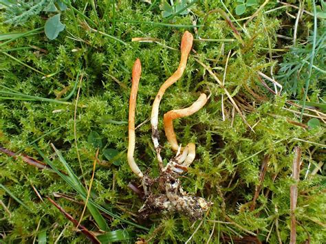 Cordyceps Naturhistorisk Museum