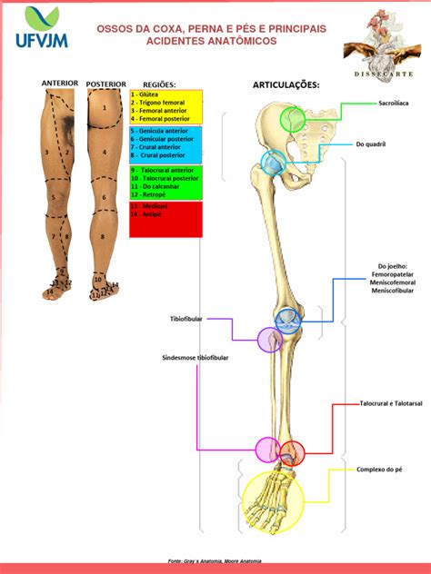 Cocha Ou Coxa Da Perna - Ossos Da Coxa Perna e Pes e Principais Acidentes Anatomicos 1 | PDF ...