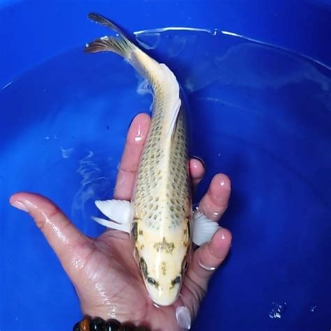 Jual Ikan Koi Blitar Jenis Mukashi Rumah Koi Jakarta Kode