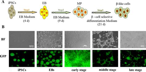 Transcriptome Analysis Of Induced Pluripotent Stem Cell IPSC Derived