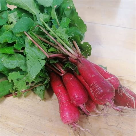 China Rose Radish – Irish Seed Savers Association