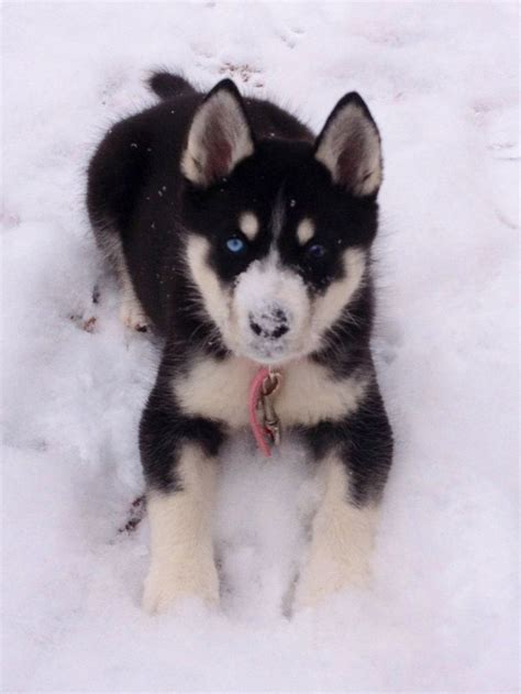 Baby husky