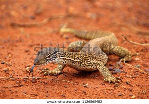 Big Sand Goanna Varanus Gouldii Gouldswaran Stock Photo 1126865483