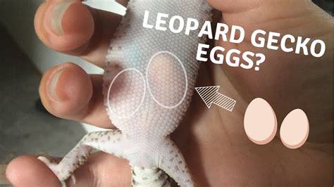 Spotting Leopard Geckos Eggs Inside Their Belly Youtube