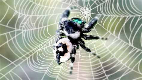 Bold Jumping Spider Male Vs Female: What are Differences?