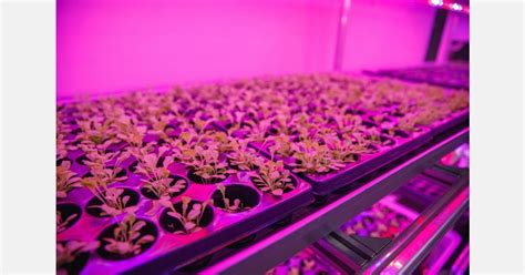 Russia: Scientists to help harvest microgreens year-round through the ...